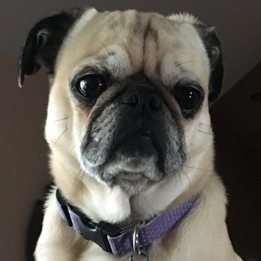 Meet your Posher, Kate